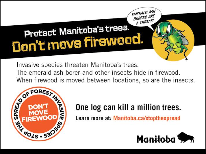 Invasive Pests are Threatening Manitoba s Trees Trees are a valuable source of shade during Manitoba s hot summers.