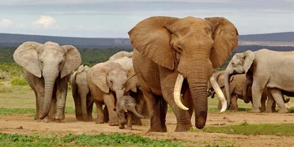 FULL DAY: ADDO ELEPHANT NATIONAL PARK TOUR Enjoy a full day Addo tour in our luxury air conditioned vehicle with an experienced English speaking driver guide.