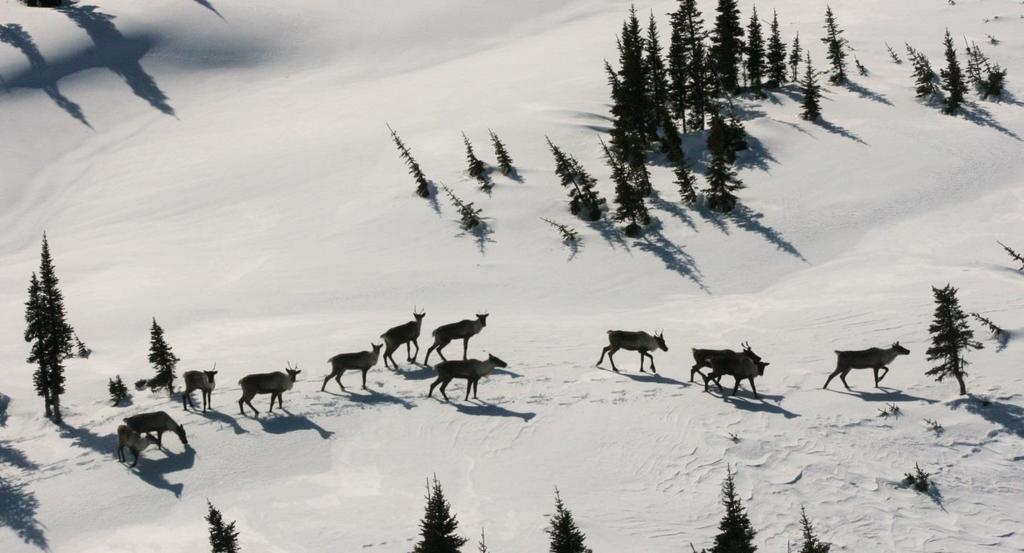 Population Assessment of Southern Mountain Caribou (Rangifer tarandus) in the Prince George Forest District Michael Klaczek 1 and Doug Heard May