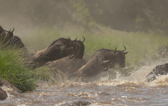 viewing from horseback Exciting game drives in the magnificent Masai Mara National Reserve Discover the smaller things on guided walks with Masai guides Ford the Mara River at one of the