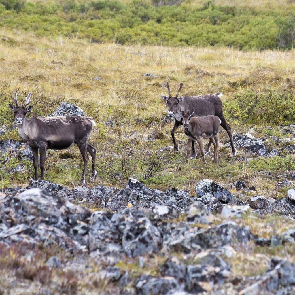 Caribou Many young tundra animals can walk soon after