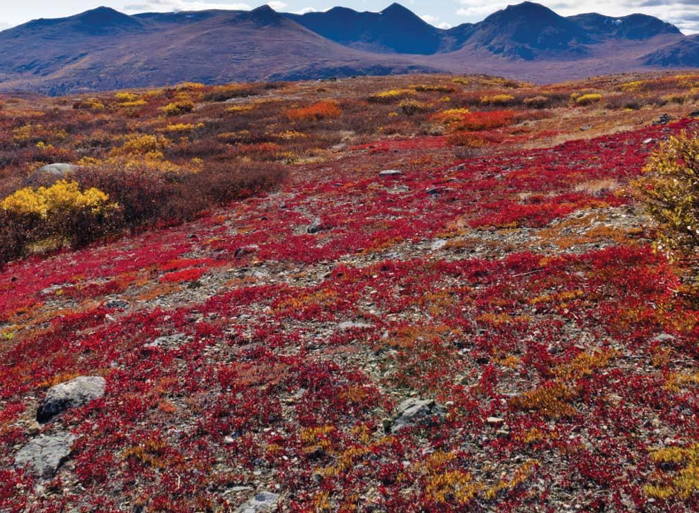 If you visit the tundra in fall, a rainbow of colors greets you. Plants turn red, yellow, and orange.