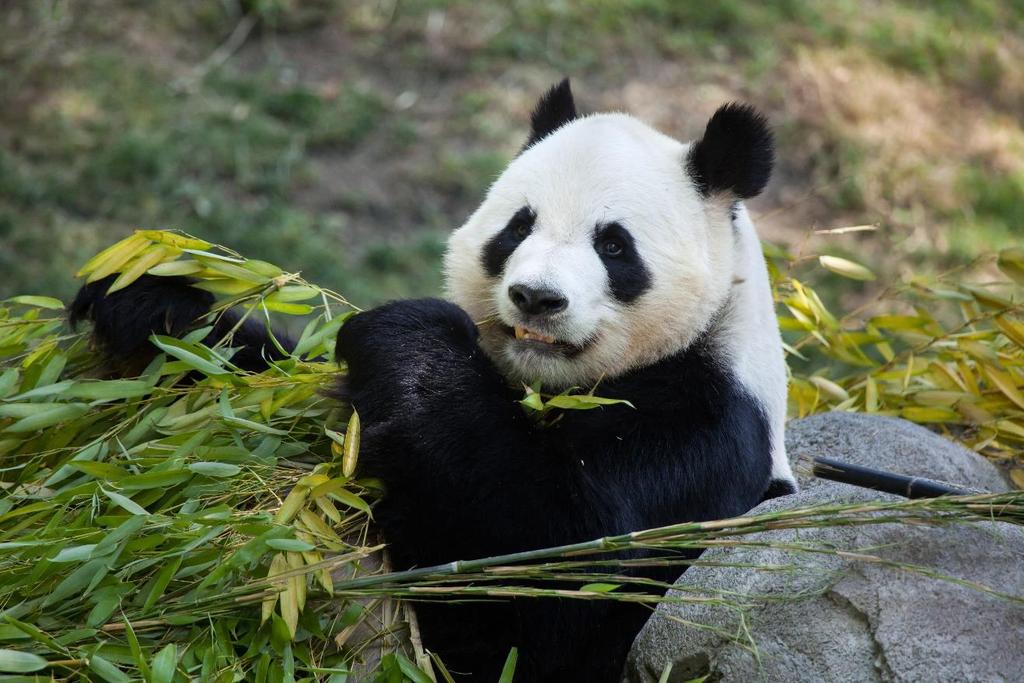 Giant panda eating bamboo. DAY 14: 29 SEP - BEIJING TO BACK HOME.