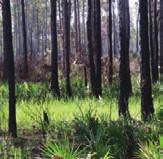 The citizens of Sarasota County, demonstrating their understanding of the ecological, historical and cultural value of natural areas, have chosen to preserve