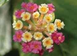 Lantana (Lantana camara) Class 3 Declared weed species and WoNS Native to tropical and subtropical regions of the Americas and know found throughout