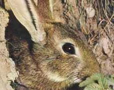 Appendix B Pest animal management 1 Descriptions of pest animals identified on Valkyrie Feral rabbits Rabbits (Class 2) are a highly destructive pest that cost the Australian economy between $600m