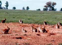 The most effective solution for rabbit control as prescribed in the Rabbit Control in Queensland (2008) handbook, published by the former DPI&F Queensland (now DAFF), is the destruction of warrens