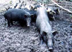 pdf) The recommended strategy for the control of feral pigs is trapping, and whilst this is time consuming it is acknowledged to be the best solution in terms of welfare