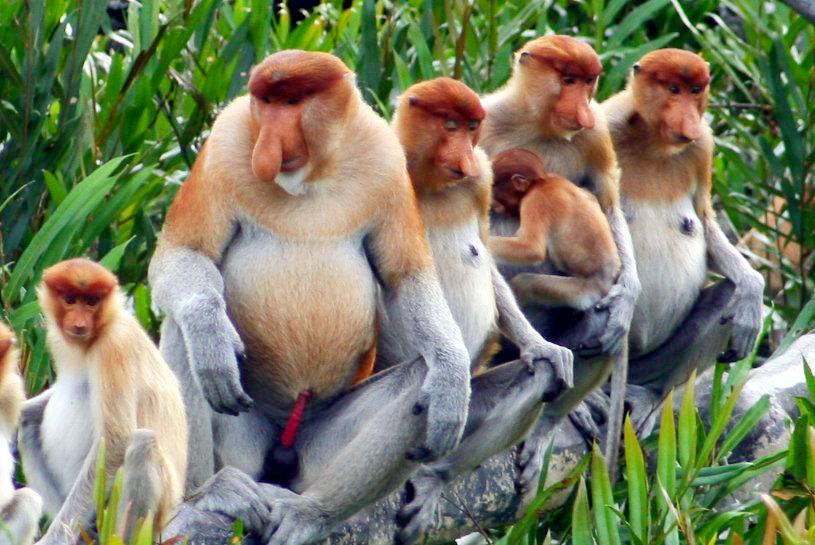 Countries visited Borneo (Malaysia) Tour Highlights Explore the capital of Kota Kinabalu UNESCO-listed Mulu National Park Meet the Penan villagers Relax on Libaran Island See the native orang utan in