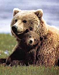 Guiding Concepts and Key Strategies Grizzly bears 5.3.