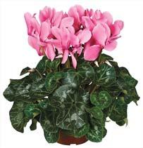 Violet  Cyclamen Red 