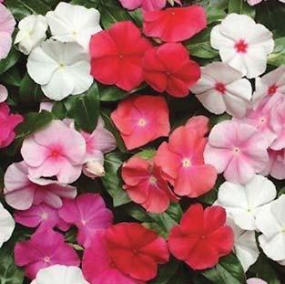 Vinca Pacifica A03 MIX RED REALLY RED