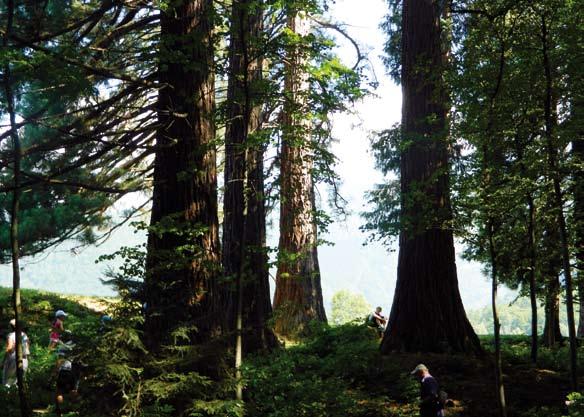 Sequoias CHAMOIS TRAIL, PREDDVOR SHORT FOREST EDUCATIONAL TRAIL IN PREDDVOR WHAT?