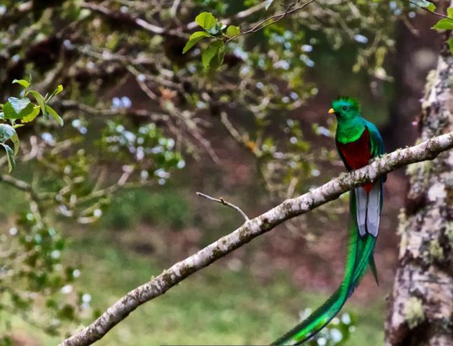 Quetzal Overnight and dinner at Trogon lodge, Standard Room. May 15 th Savegre Area to Manuel Antonio Area (B,L,D) Breakfast included at your hotel.