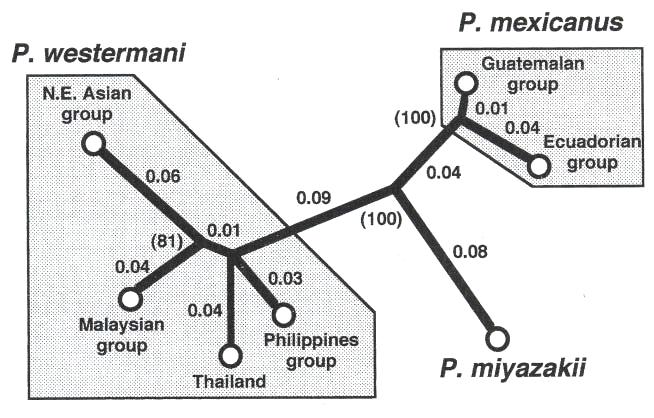 Introduction 2003 Iwagami et al. Partial sequences of ITS2 & COI ITS2: 285 bp [1] = 0.