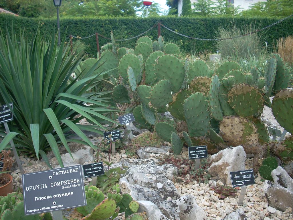 Few Cactuses shot - Balchik Botanical Garden