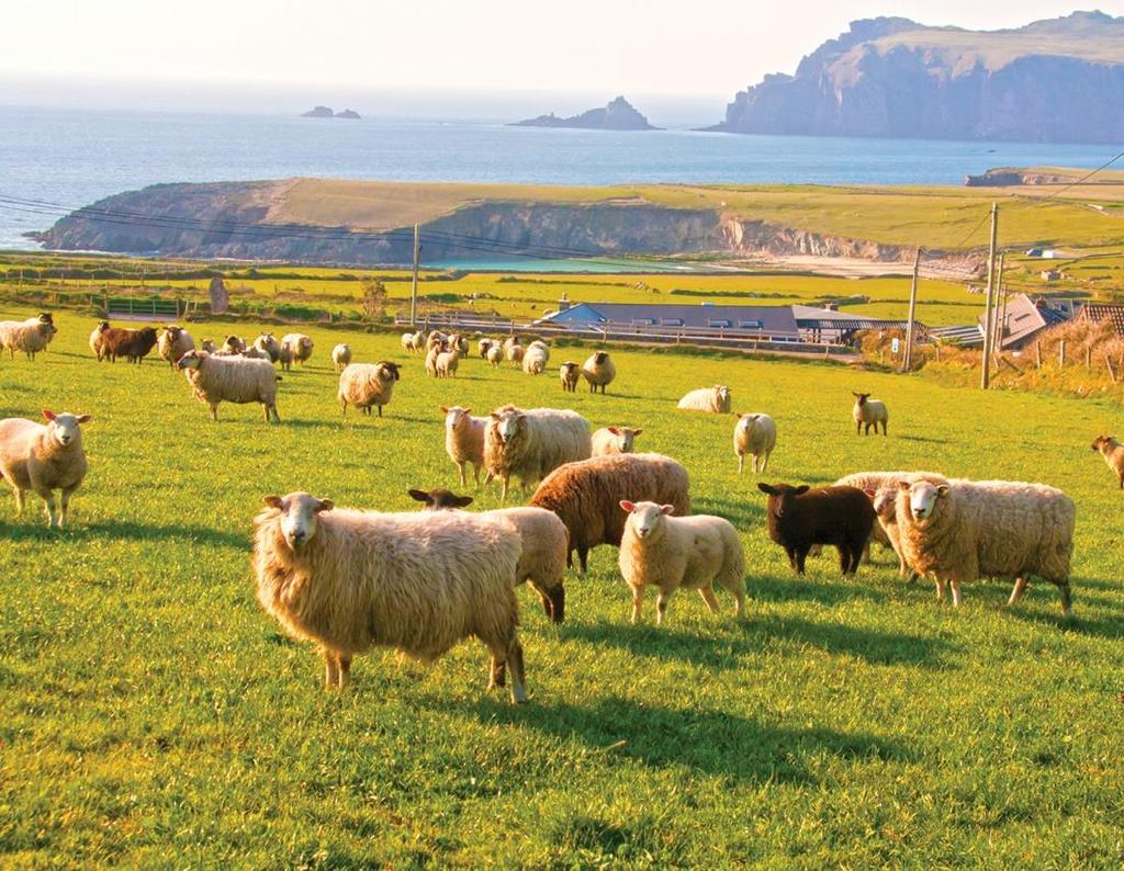 Lifestyle Tours presents Countryside of the Emerald Isle