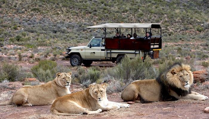 DT5 - FULL DAY AQUILA PRIVATE SAFARI TOUR ( Daily ) The safari is led