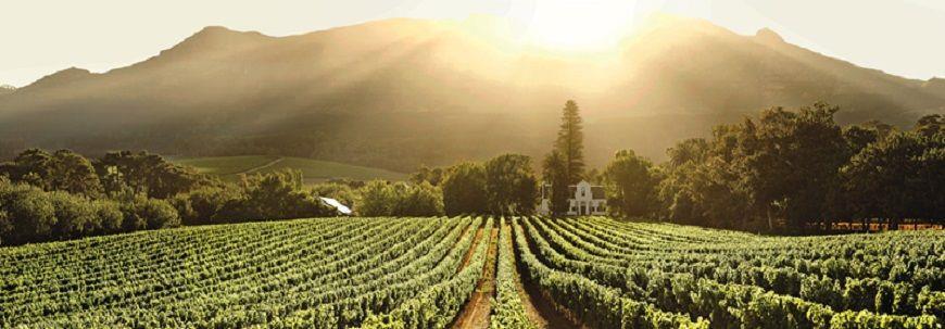 We continue in the country's oldest estate which is often referred to as the birthplace of South African wine.