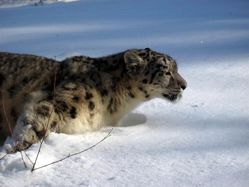 P a g e 63 National Snow Leopard Ecosystem Protection Priority in Kazakhstan (NSLEP) Snow Leopard or Irbis (Uncia uncia or Panthera uncia) is one of the most endangered animals in Kazakhstan, the