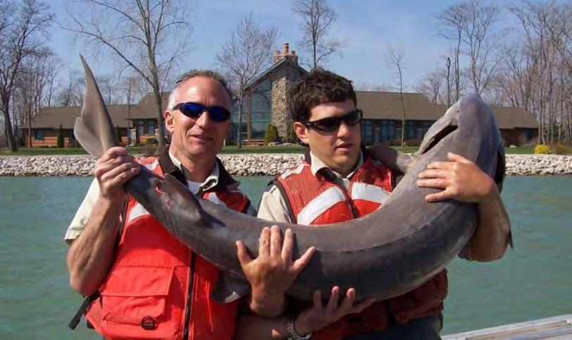 CASE STUDY #2 STURGEON RECOVERY IN THE