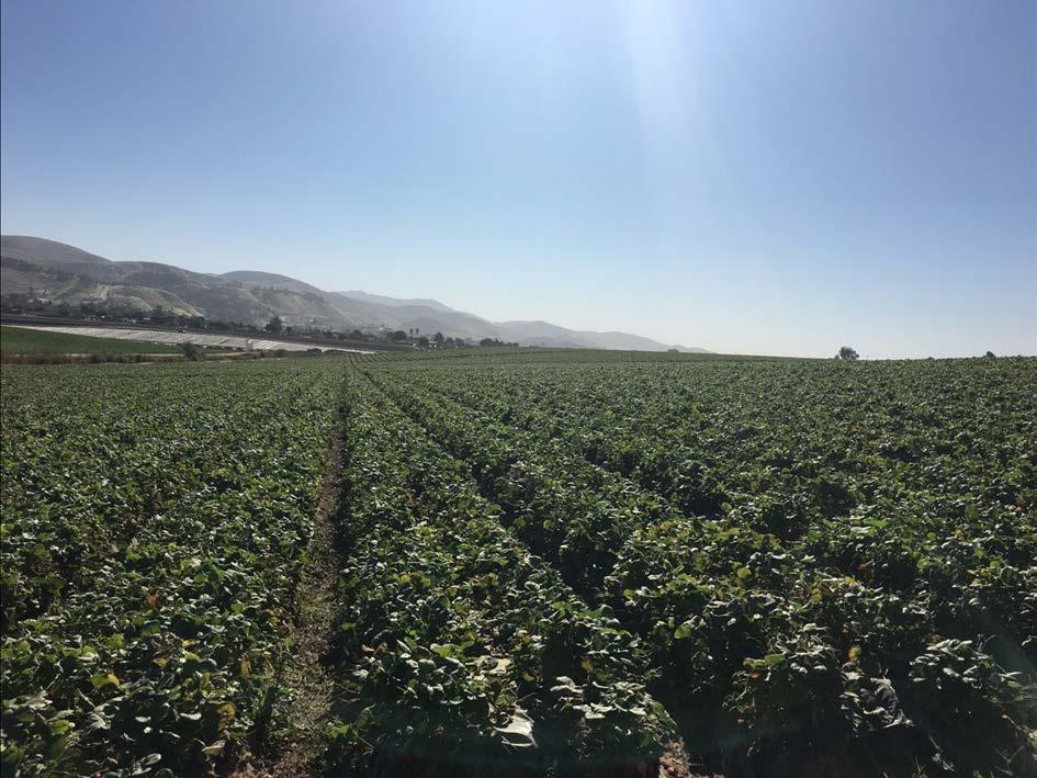 324 +- Acres Monterey County, California OPEN GROUND IN SALINAS VALLEY VEGETABLE AND