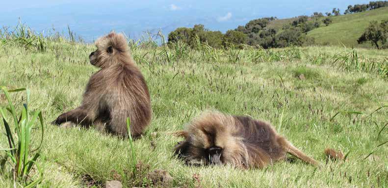 simien mountains The jagged peaks and deep valleys are home to rare and endemic wildlife including the Ethiopian wolf, Gelada Baboon, and the Walia Ibex - a wild goat found nowhere else in the world.