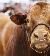 2018 CALENDAR HIGHLIGHTS During the course of the 12 day Sydney Royal Cattle Show, over 20 breeds and more than 1,200 head of cattle are displayed.