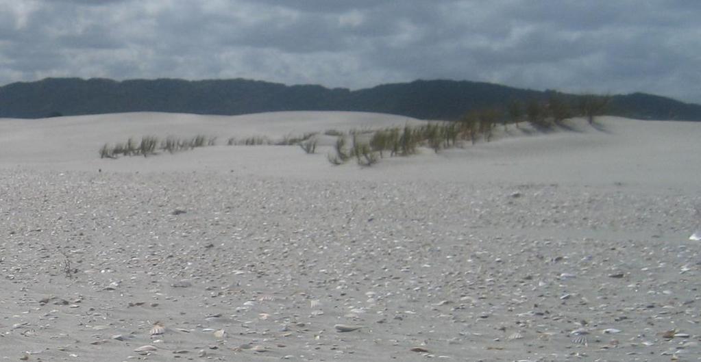 Environmental Impacts of the proposed increase in subdivision provision on the Te Arai dunes is likely to result in: Increased