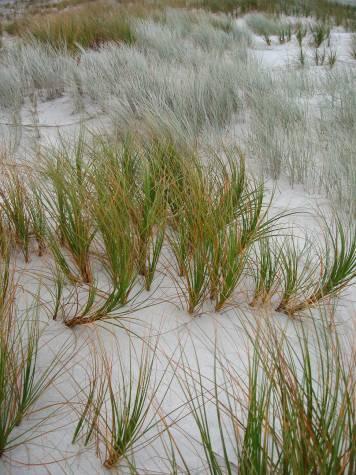 1. A wider coastal strip of fore dune Benefits - Reduction in exotic species as pine and macrocarpa protection wedge are removed. - Weed control - rabbit control over a larger area than now.