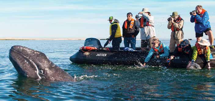 Each winter, during their long migration, gray whales travel south from their Arctic feeding grounds to breed and raise their calves in these sheltered waters.