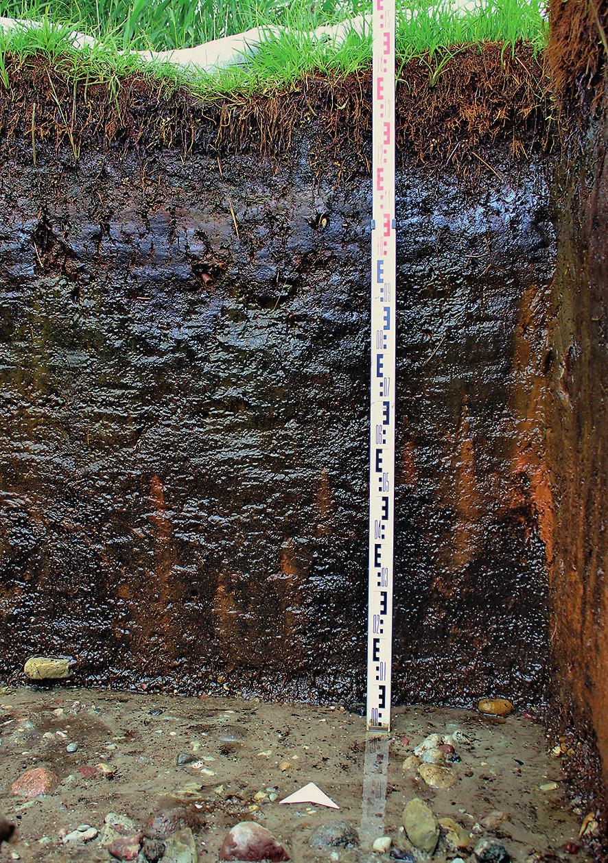 5 pav. Ploto 28 kv. 5A Š sienelė ir įžemio paviršius (iš P pusės). V. Vaitkevičiaus nuotr. Fig. 5. The N wall of area 28, square 5A and the surface of the natural soil (as seen from the S) 6 pav.