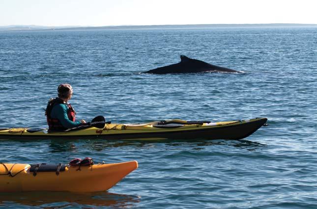 These are just a few of the nature and wildlife moments that can be enjoyed on a visit to the Quebec Maritime Region, with plenty more diamonds to discover as you explore the Whale Route along the