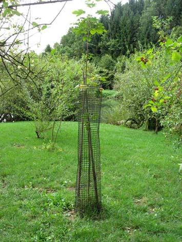63 V kombinaciji z metodo ograjevanja dreves lahko uporabljamo tudi različne zaščitne nanose. Drevo prebarvamo s premazom vsaj do višine 1m.