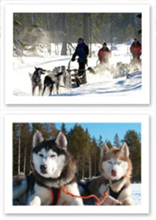 2 DAY HUSKY SAFARI Enjoy the amazing nature and clean air of Western Lapland on a memorable 2-day husky safari. During the safari you stay overnight in a cozy wilderness cabin.