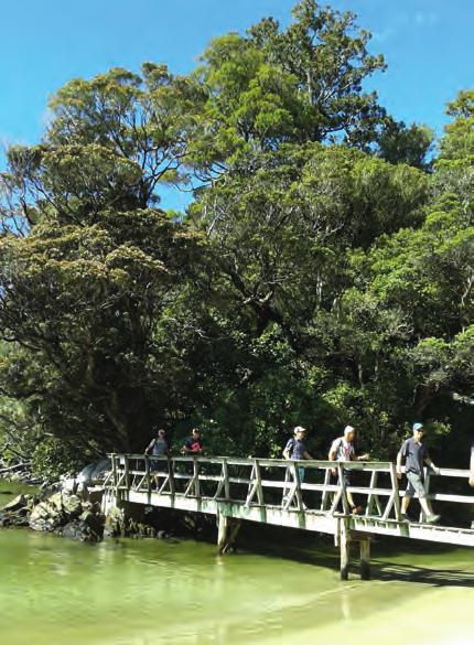 The Island has well-maintained tracks providing easy access to diverse birdlife, lush forest and beautiful beaches. The Island is one of the few predator-free sanctuaries in New Zealand.