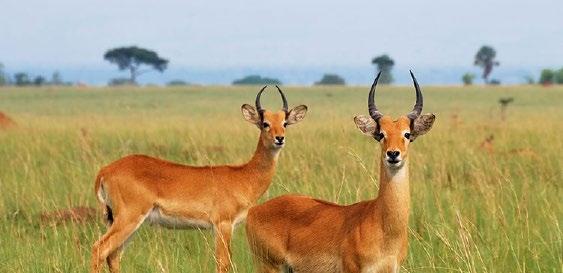 TOUR INCLUSIONS HIGHLIGHTS Discover 5 amazing Ugandan National Parks including Murchison Falls, Kibale Forest, Queen Elizabeth, Bwindi Impenetrable and Lake Mburo Experience 5 safari game drives in