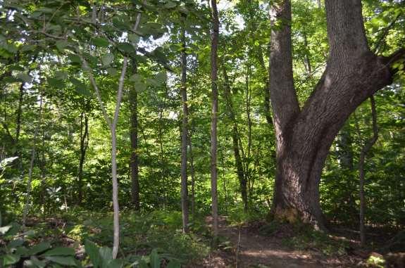 Carolina Thread Trail Mecklenburg County, NC West Branch Nature Preserve Full Bench Cut Trail -4 wide Trail bench cuts were