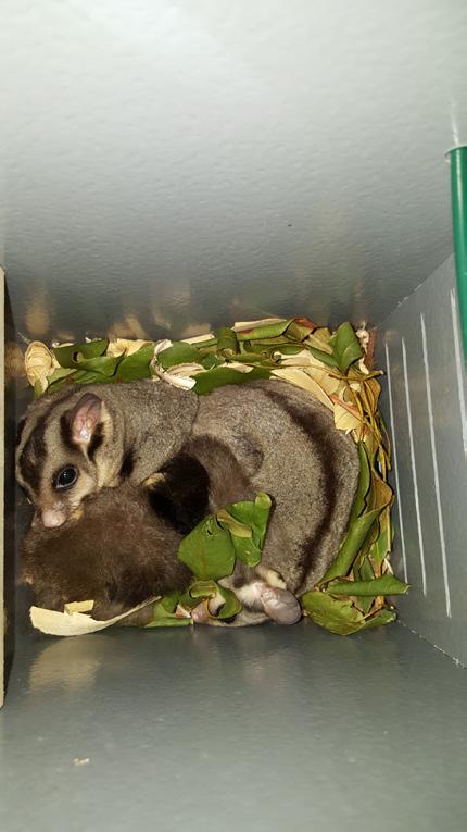 T HE SQU I R R EL GLIDERS 30 hectares of existing squirrel glider habitat retained or enhanced 30 hectares of habitat created using squirrel glider-friendly trees in landscaping and revegetation will
