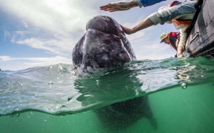 Every year, between 17,000-24,000 Pacific Grey Whales make journey south from the cold, invertebraterich waters of the Bering Sea near Alaska to the Baja Peninsula s beautiful coastal bays.
