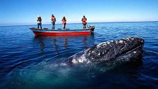Grey Whales are naturally inquisitive creatures but at San Ignacio they seem to genuinely enjoy human contact; there is no need to look for the whales here as they will find you!