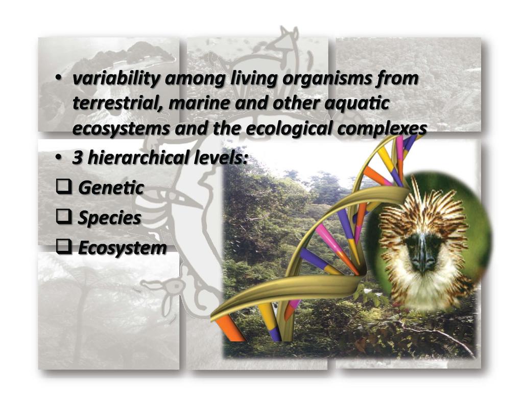 variety and variability among living organisms from terrestrial, marine