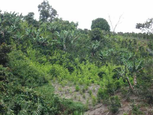 Coca cultivation in coffee plantation areas In Colombia, coffee cultivation is the most important agricultural product and there is a national concern about the possible penetration of illicit coca