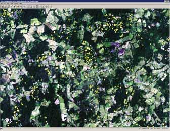 Coca fields visually interpreted (outlined in yellow) in ALOS - AVNIR 2 satellite image 6) Verification flights Verification flights are required for editing and improving the initial interpretation.