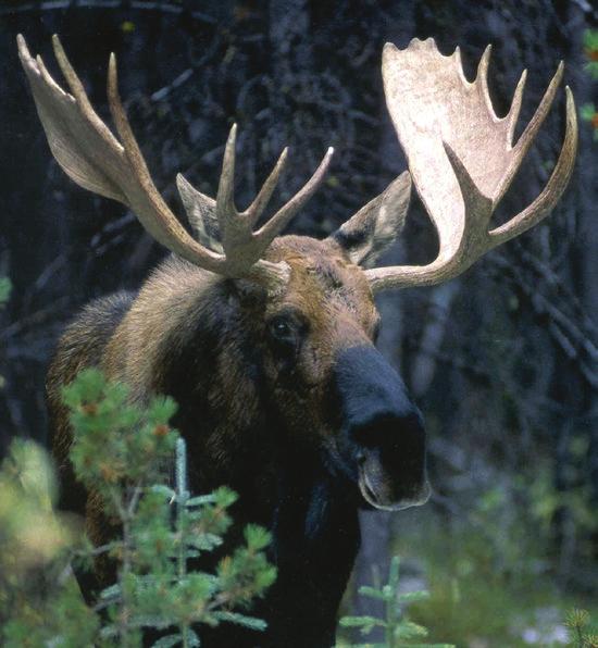 Draft Management Plan 9 surrounding areas had declined significantly, which triggered a series of management actions in order to curtail the decreasing number of moose.
