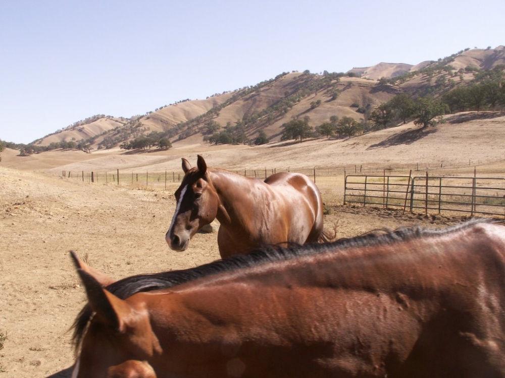 Recreation Horses looking North This is your classic recreational ranch with big, rolling oak grassland valleys and steep hills of chaparral brush - Manzanita, Buckeye, Red Bud, Live Oak, Chemise,