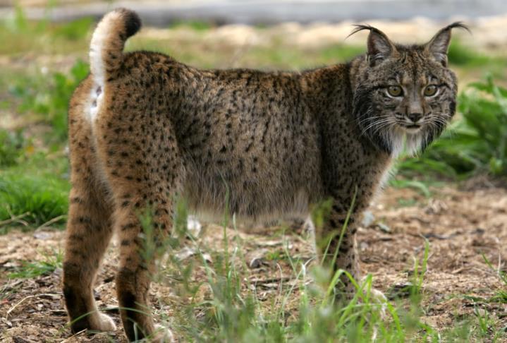 We will also visit the Acebuche Visitors Center This centre enables visitors to observe the daily life of the Iberian lynxes living in the Centro de Cría en Cautividad de Acebuche After the adventure