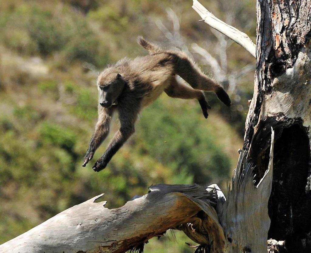 NATURAL ASSETS: PROTECTION OF CHACMA BABOON In the past there were many incidences of conflicts between baboons and tourists.