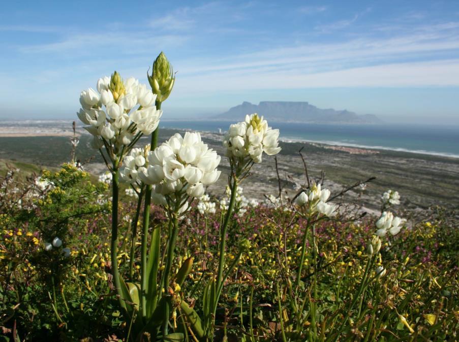 Cape Town also contains:- 2 World Heritage Sites 3 Biosphere Reserves 1 Ramsar site In order to enhance tourism, the Cape Town is focusing on: - Protecting Cape Town s