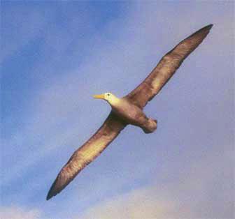soaring sea birds, Albatross, Pacific Gulls, Shearwaters and Sea Eagles.